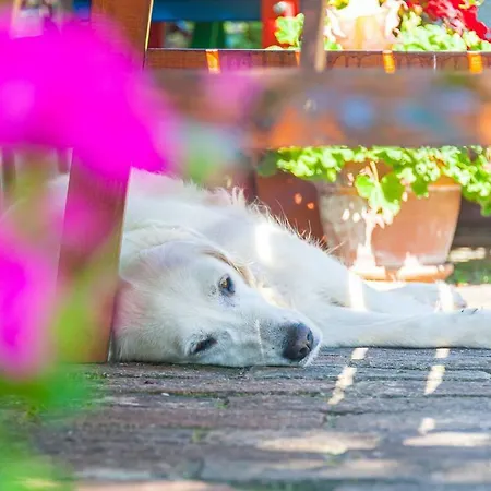 Tradicni Cesky Dum S Loznicemi V Podkrovi Daire *