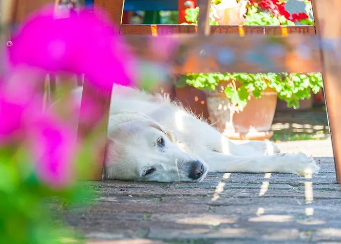 Tradicni Cesky Dum S Loznicemi V Podkrovi Lejlighed *